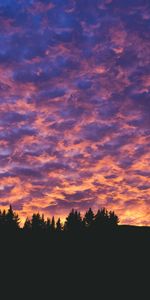 Soir,Nuages,Poreux,Arbres,Coucher De Soleil,Sombre