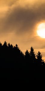 Trees,Sunset,Clouds,Fir,Spruce,Nature