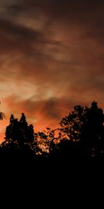 Arbres,Nuages,Grandes Lignes,Soir,Contours,Sombre,Coucher De Soleil