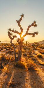 Trees,Sunset,Desert,Bush,Rays,Beams,Joshua,Nature