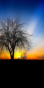 Trees,Sunset,Landscape