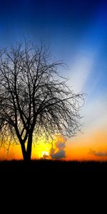 Trees,Sunset,Landscape