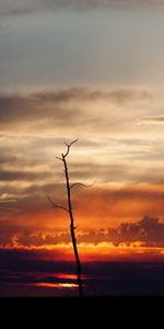 Trees,Sunset,Landscape,Clouds