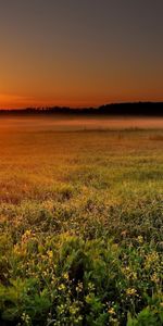 Trees,Sunset,Landscape,Fields