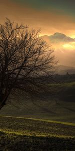 Trees,Sunset,Landscape,Fields