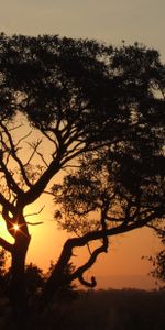 Afrique,Nature,Arbres,Coucher De Soleil,Nuit