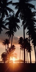 Trees,Sunset,Palms,Sunlight,Nature,Tropics