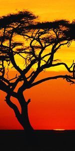 Arbres,Coucher De Soleil,Paysage,Savanna