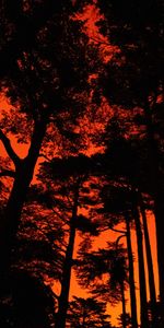 Trees,Sunset,Silhouette,Dark