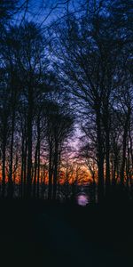 Trees,Sunset,Sky,Branches,Dark