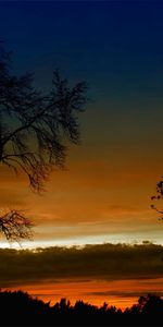 Naturaleza,Árboles,Cielo,Noche,Crepúsculo,Nubes,Sucursales,Rama,Altura,Contornos,Enfermedad De Buzo,Curvas,Puesta Del Sol,Oscuridad