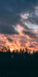 Trees,Sunset,Sky,Clouds,Dark