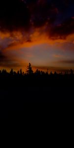 Trees,Sunset,Sky,Clouds,Nature