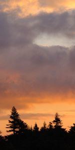 Trees,Sunset,Sky,Clouds,Nature