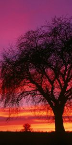 Paisaje,Árboles,Cielo,Puesta Del Sol