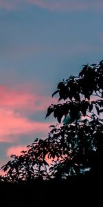 Feuilles,Arbres,Sky,Coucher De Soleil,Sombre