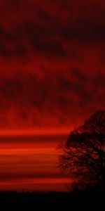 Trees,Sunset,Sky,Silhouette,Dark