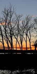 Nature,Arbres,Sky,Silhouette,Coucher De Soleil