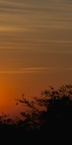 Trees,Sunset,Sky,Sun,Nature