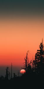 Trees,Sunset,Sky,Sun,Silhouette,Spruce,Fir,Dark