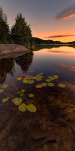 Trees,Sunset,Stones,Spruce,Fir,Nature,Lake,Plants