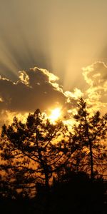 Trees,Sunset,Sun,Clouds,Rays,Beams,Nature