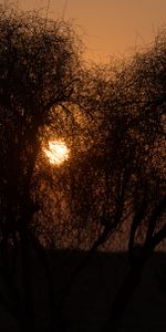 Silhouettes,Arbres,Sun,Coucher De Soleil,Sombre