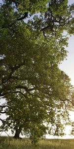 Trees,Sunset,Sun,Shine,Light,From Below,Nature