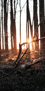 Naturaleza,Puesta Del Sol,Bosque,Luz De Sol,Árboles,Luz Del Sol