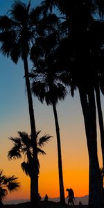 Trees,Sunset,Tropics,Palms,Nature,Silhouettes