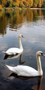 Trees,Swans,Lake,Pond,Animals,Birds