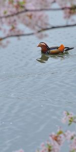 Canard Mandarin,Animaux,Fleurs,Eau,Arbres,Nager