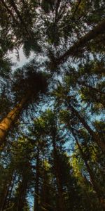 Trees,Top,Branches,Bottom View,Nature,Tops