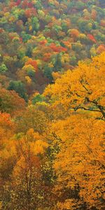 Trees,Top,Nature,Tops,Autumn