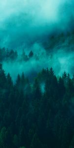 Trees,Top,Tops,Nature,Fog,Forest