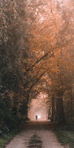 Trees,Track,Miscellanea,Nature,Silhouette,Miscellaneous,Loneliness