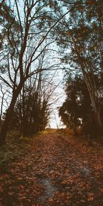 Naturaleza,Árboles,Follaje,Pista,Otoño