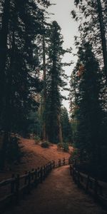 Trees,Track,Pine,Nature,Forest