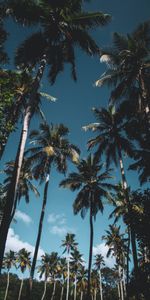 Arbres,Nature,Feuilles,Palms,Tropical