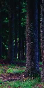 Forêt,Les Troncs,Slip,Nature,Arbres