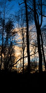 Soir,Crépuscule,Forêt,Arbres,Sombre