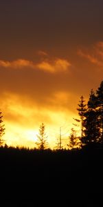 Trees,Twilight,Dusk,Sunset,Dark