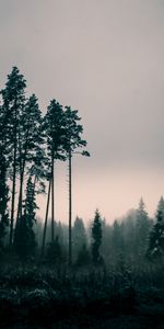 Trees,Twilight,Fog,Dusk,Nature