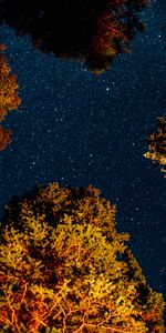 Trees,Universe,Starry Sky,Night,Dark