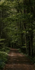 Tourner,Tour,Forêt,Nature,Arbres,Piste,Chemin,Végétation