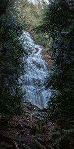 Trees,Waterfall,Branches,Nature