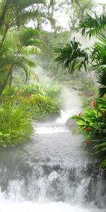 Forêt,Nature,Flore,Faune,Flux,Ruisseaux,Rivière De Montagne,Cascade,Arbres