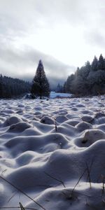 Nature,Domaine,Neige,Arbres,Champ,Hiver