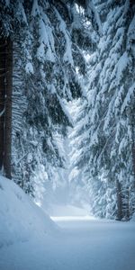 Pino,Bosque,Invierno,Naturaleza,Árboles,Nieve