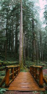 Nature,Bois,En Bois,Forêt,Arbres,Pont,Chemin